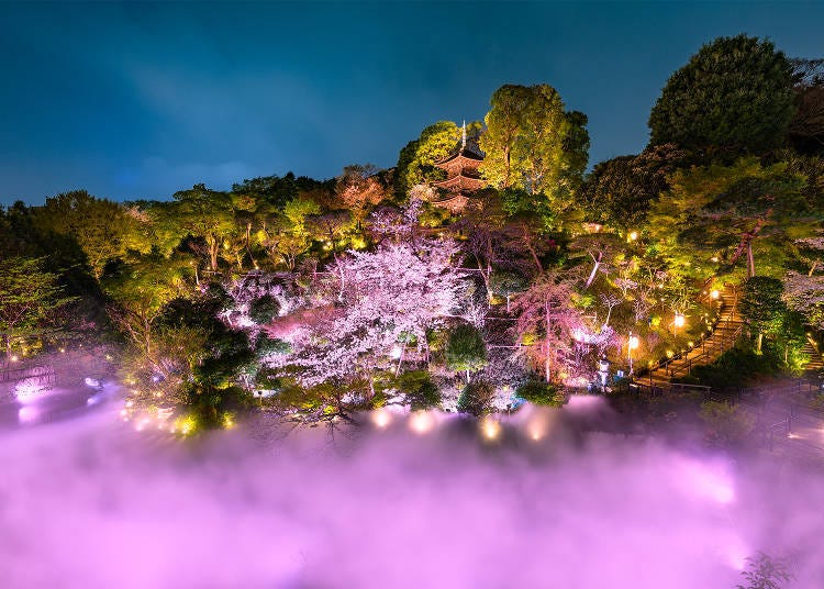 4. Experience the Breathtaking Nighttime Sakura Sea of Clouds & Exclusive Takeout Sweets at Hotel Chinzanso Tokyo (Bunkyo Ward)