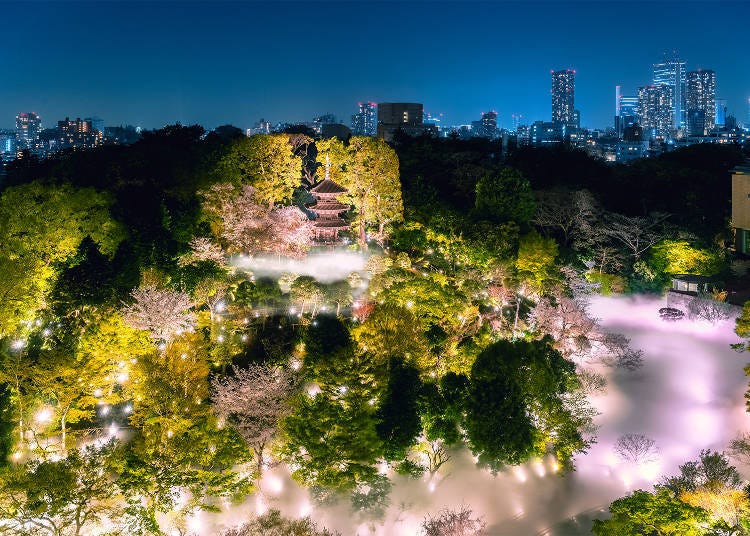 Point 1: A Two-Month-Long Sakura Spectacle with 20 Varieties and 100 Cherry Trees