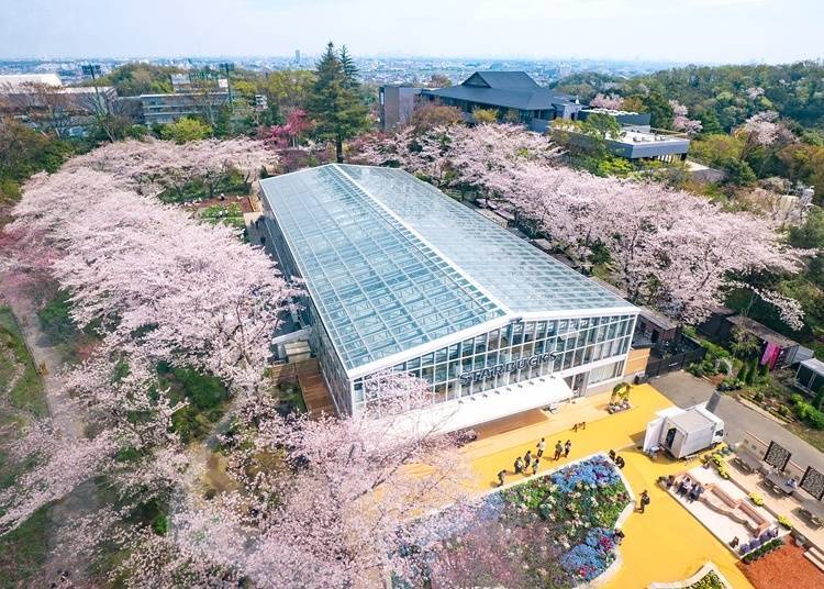 HANA・BIYORI Cherry Blossoms (Last Year’s Event)
