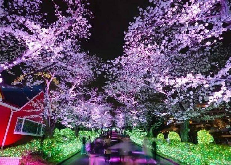 나이트 체리 블라썸 주얼루미네이션: 조명이 켜진, 180m에 달하는 벚꽃 산책로(작년 사진)