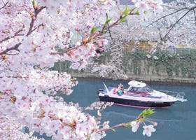 2025年東京最新賞櫻體驗推薦！體驗日夜截然不同的櫻花美景