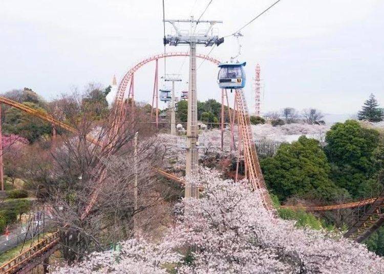 乘上「Sky shuttle」天空纜車，由上而下俯瞰櫻花(圖片取自去年實景)