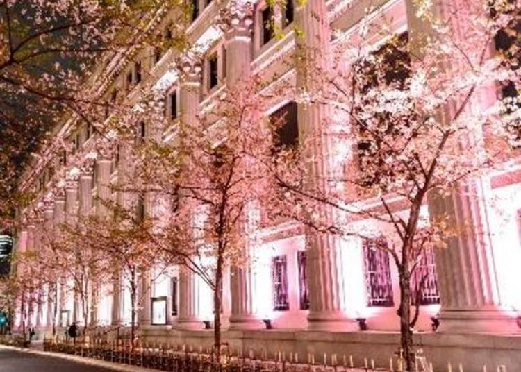 ３．粉櫻暈染日本橋！帶著美食散步趣「SAKURA FES NIHONBASHI 2025」（日本橋）