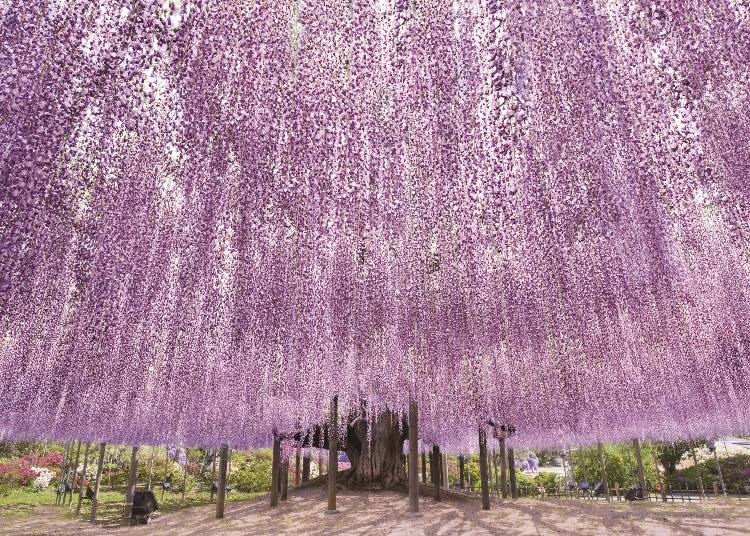 Ashikaga Flower Park: "Wisteria Tale - Great Wisteria Festival" (Ashikaga City, Tochigi Prefecture)