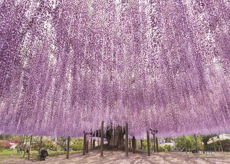 【栃木縣足利市】足利花卉公園 「紫藤物語〜大藤節～2023」