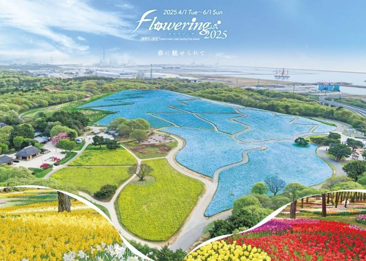 國營常陸海濱公園粉蝶花 Spring Flower Relay「Flowering2025」(茨城縣常陸那珂市)