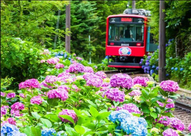 箱根 あじさい電車（神奈川県足柄下郡箱根町）