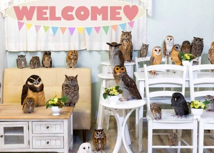 Connect with Nature at Owl Cafe Akiba Fukurou