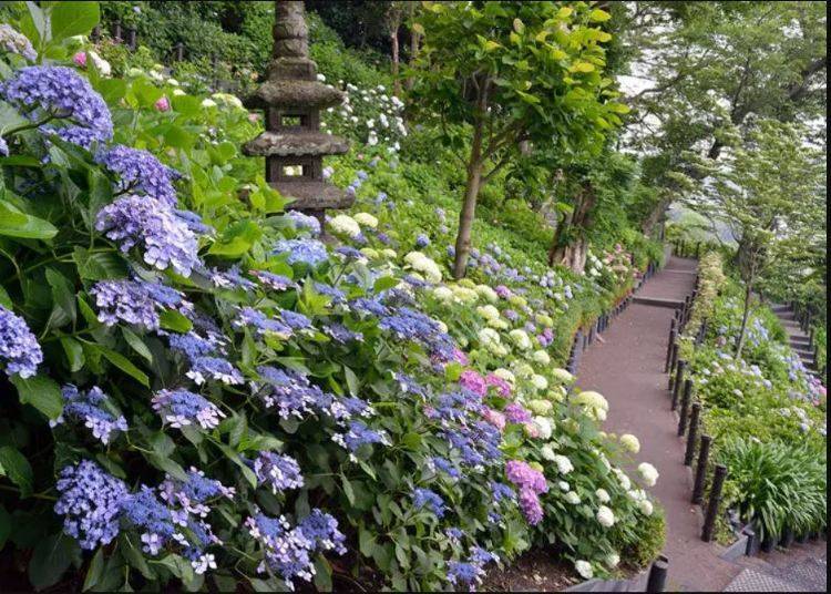 Hase-dera Hydrangeas (Kamakura)