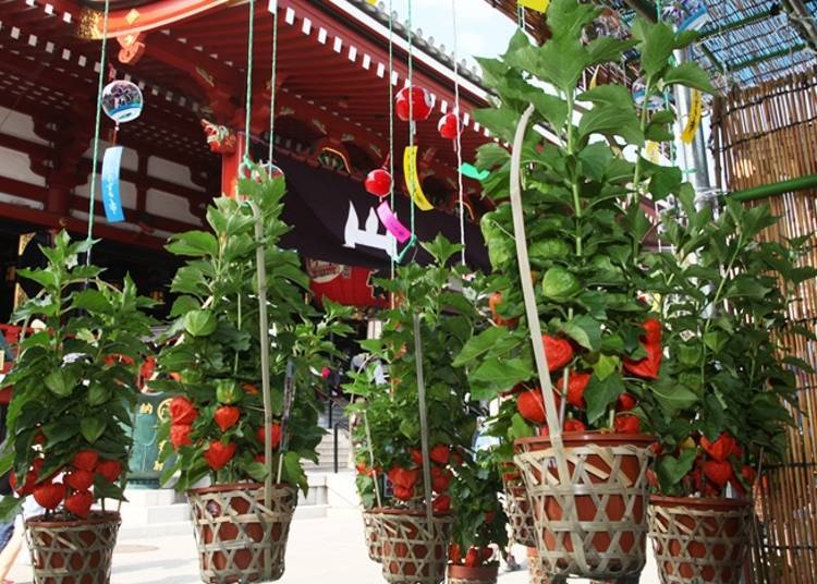 (Photo courtesy of Sensoji Temple)