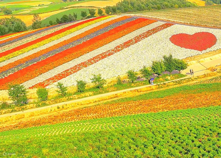 Patchwork Road Biei (Photo: Klook)