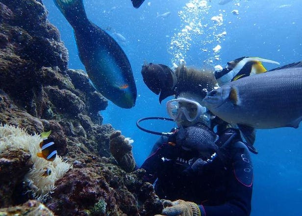 7 Fun Things to Do in Okinawa in Summer: From Diving to Cool Bus Tours