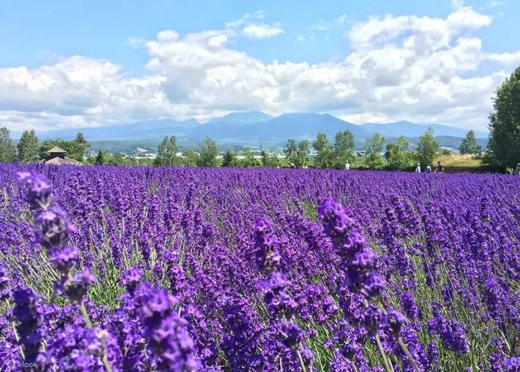 照片來源：Klook