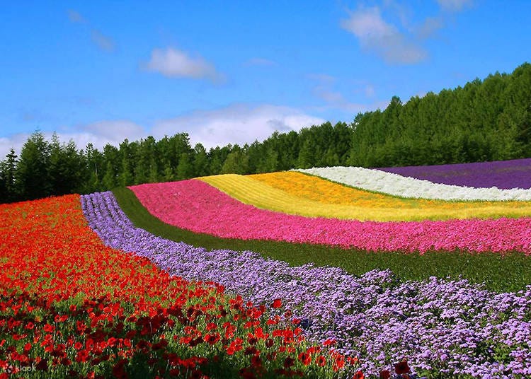 照片來源：Klook