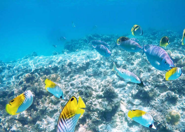 照片來源：Klook