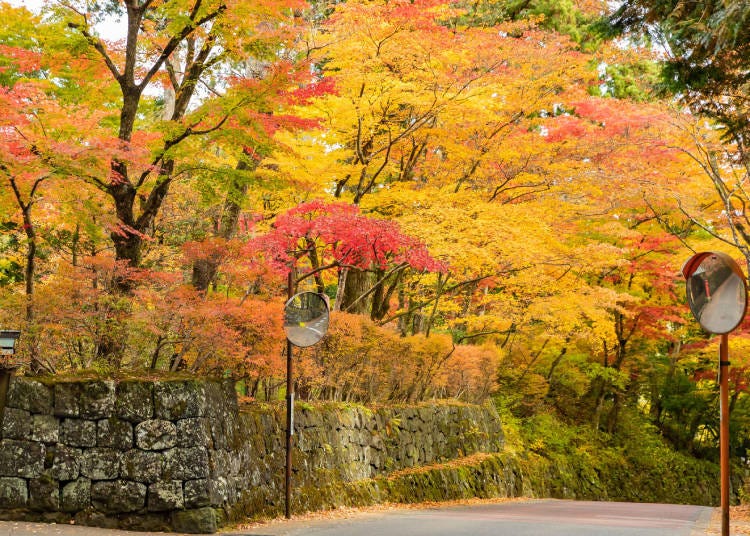 The area around Nikko's Toshogu Shrine is home to a variety of beautiful autumn colors (Photo: PIXTA)