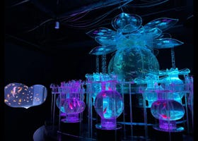 Art Aquarium Museum Ginza: Guide to Tokyo's Vibrant Living Exhibition (+Tickets)