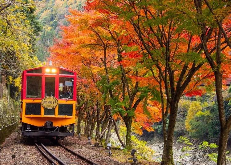 Autumn Sagano Romantic Train Half Day Tour in Arashiyama