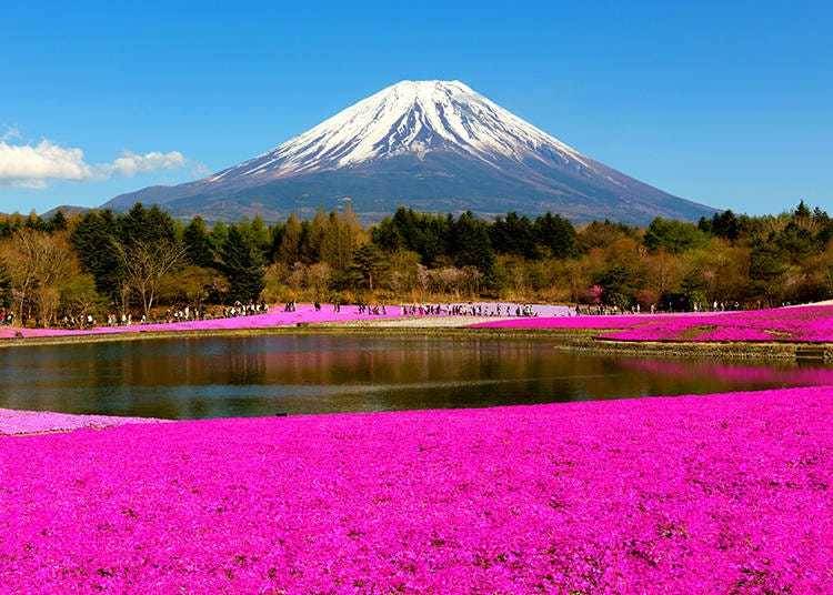 Moss phlox and Mount Fuji (Kawaguchiko, Fuji Motosuko Resort)
