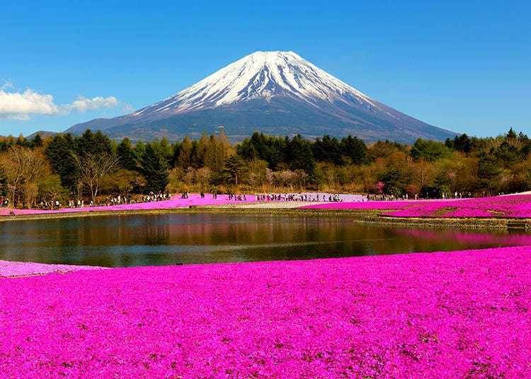 芝櫻與富士山(河口湖・富士本栖湖渡假村)