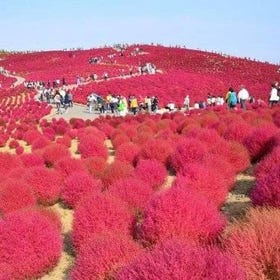Autumn flowers at Hitachi Seaside Park 1 Day from Tokyo
Details & Bookings ▶
(Photo: Viator)