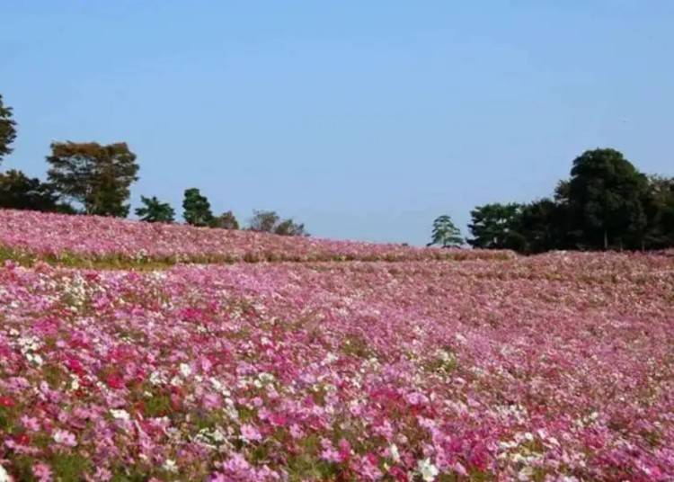 Showa Memorial Park Cosmos Festival (Tachikawa City)