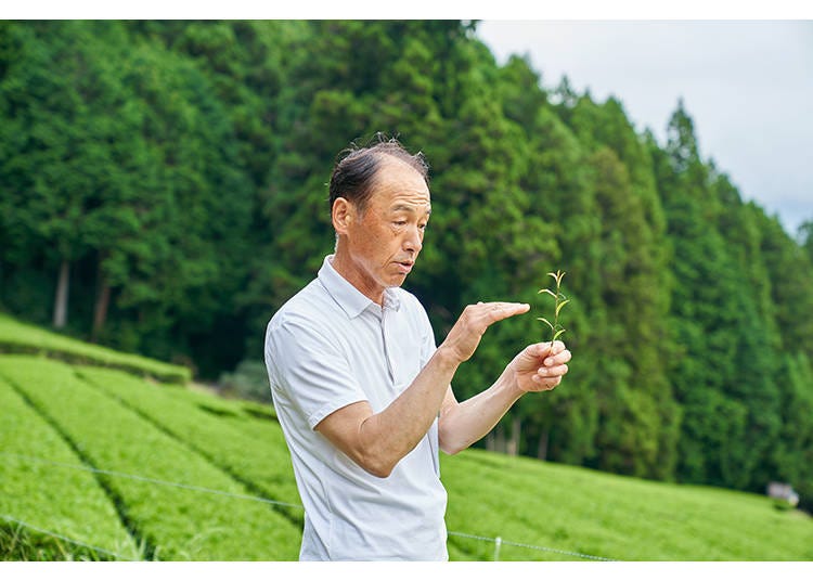 The tea master explains the growing cycle of green tea.