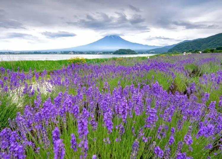 Oishi Park: Enjoy the Natural Beauty of Mount Fuji and Lake Kawaguchi
