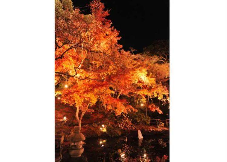 圖為長谷寺夜間點燈景象（提供：鎌倉市観光協會）