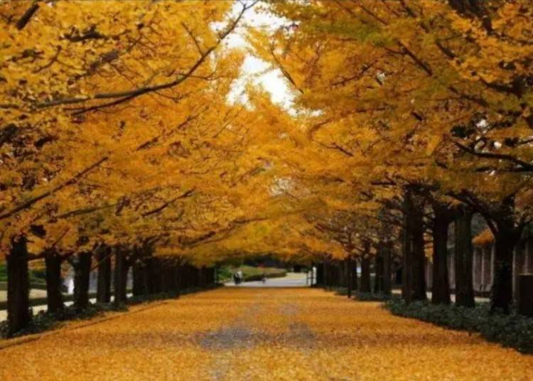 昭和記念公園　黄葉紅葉祭＆秋夜散步2024（立川市）