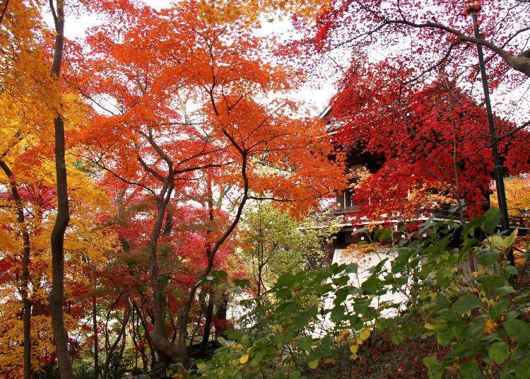高幡不動尊　楓葉祭（日野市）