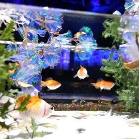 Tokyo Ginza Art Aquarium Tickets
▶Click to Book
Image Credit: Klook
