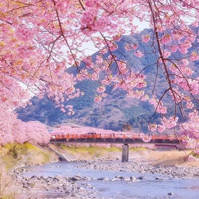 Kawazu Sakura Festival, Strawberry Picking, Shuzenji Hot Spring Day Tour
Details & Bookings ▶
(Image: Klook)