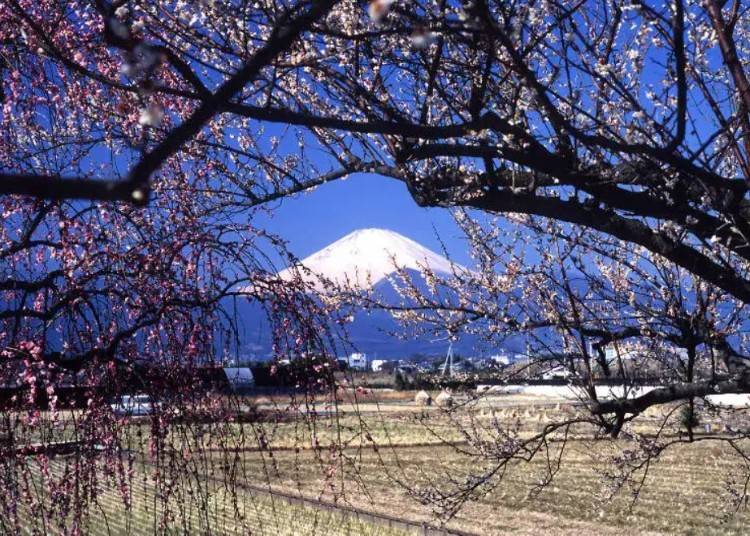曽我梅林と富士山、神奈川県小田原市観光協会、クリエイティブ・コモンズ・ライセンス 表示 4.0