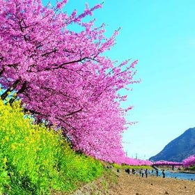 本州で一番早く咲く桜「河津桜まつり」と絶景富士山を吊橋から望む「三島スカイウォーク」日帰りバスツアー