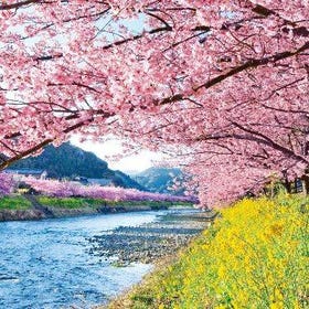 伊豆・河津桜＆富士山の絶景展望台「伊豆パノラマパーク」＆いちご食べ放題