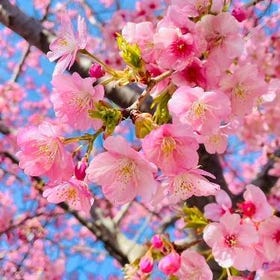 三浦海岸櫻花祭&三崎港一日遊
查看詳情與預訂 ▶
(圖片來源:Klook)