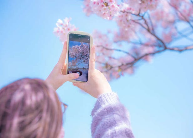 Professional Photos Even Beginners Can Shoot! 10 Tips for Taking Stunning Cherry Blossom Photos