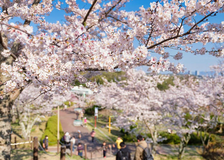 Tip 3: Capture Cherry Blossoms from the Direction the Sun Illuminates Them