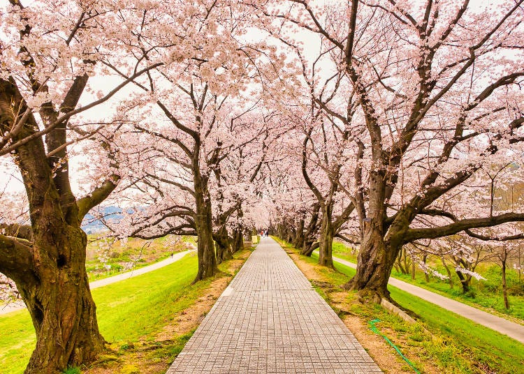 コツ⑤一本道、川沿いなどに広がる桜並木を撮る