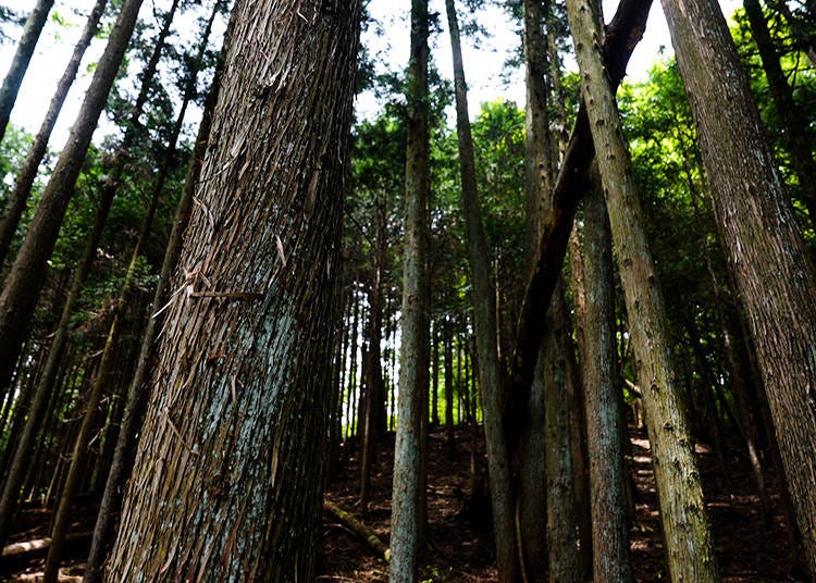 伐採した木のゆくえ。木材利用が地球温暖化に貢献する理由