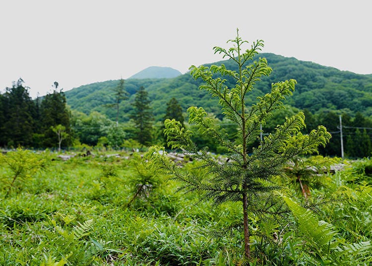지속가능발전목표에 기여하는 일본 산림자원의 순환 이용