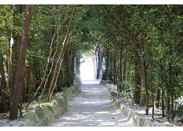 綠色旅遊，輕鬆上路。帶你     認識沖繩本部町的魅力──Motobu Story Quest