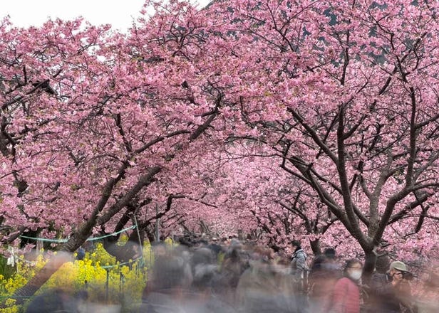 [開花囉!!] 2024河津櫻花祭：東京近郊2月就能賞櫻的超級好去處