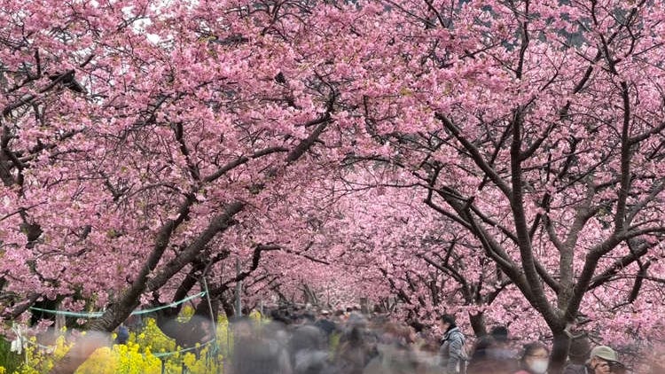 시즈오카 여행 - 일찍 피는(2월~3월초) 시즈오카의 가와즈 벚꽃(가와즈자쿠라) 축제
