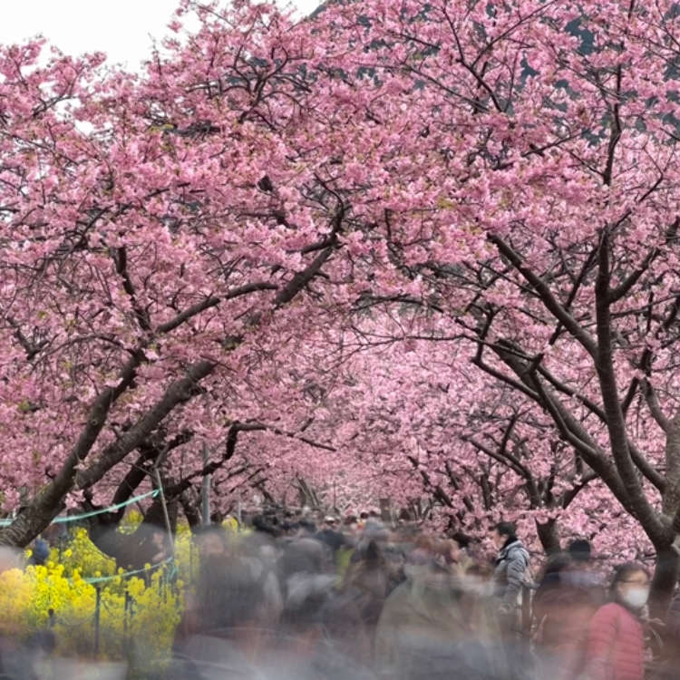 Ａ３！ FIRST Blooming FESTIVAL A3! Blooming Live | A3! Wiki | Fandom