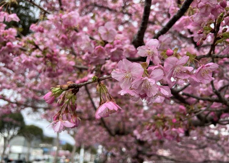 What is Kawazu-zakura?