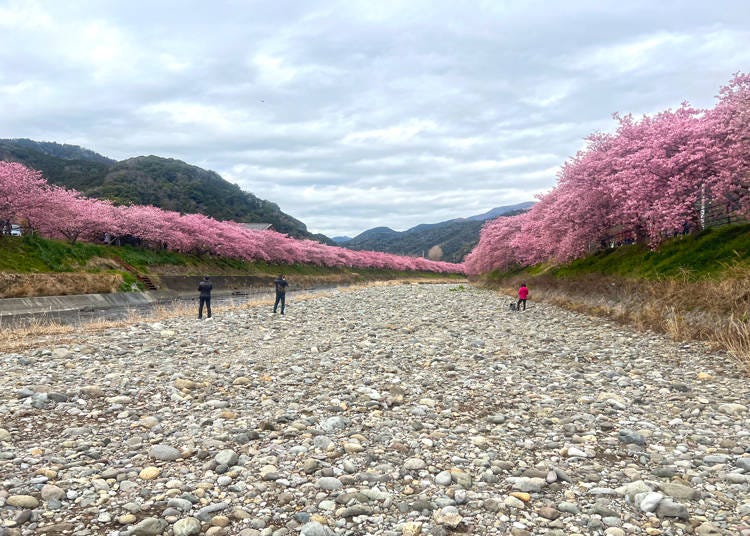 Kawazu Riverbed