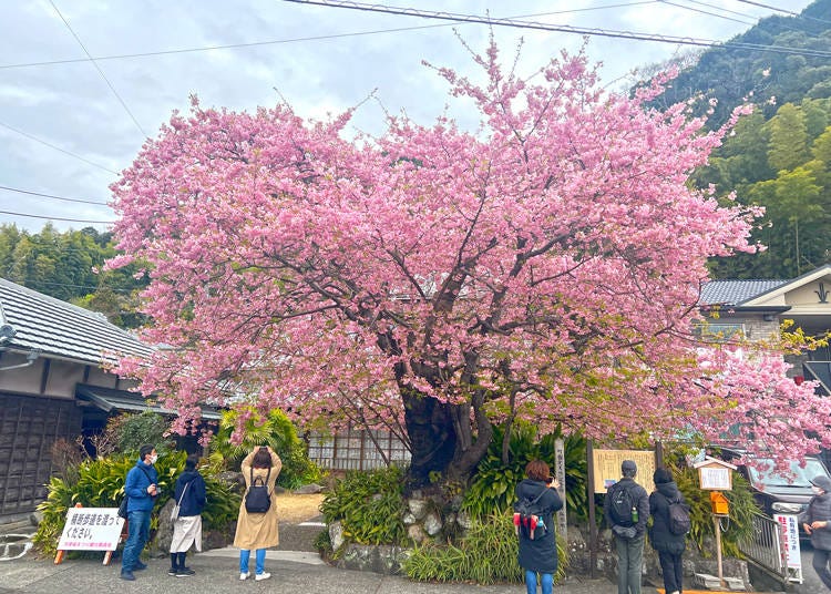 The original Kawazu-zakura Tree