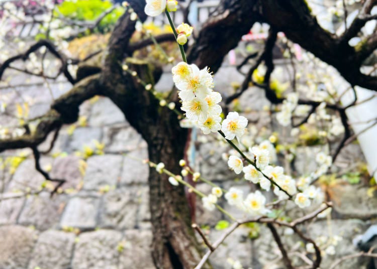 Plum blossoms